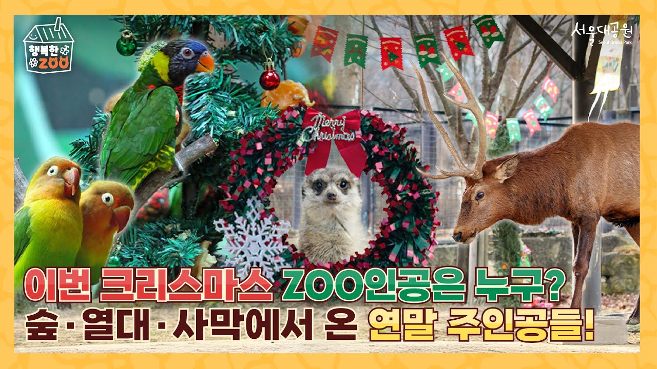 🎄서울대공원에 찾아온 크리스마스☃️, 동물들과 함께 보내는 Special한 연말🍎