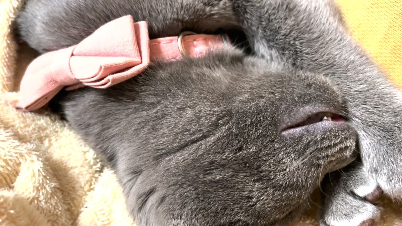 寝言 むにゃむにゃ喋る子猫 Youtube