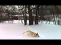 Dog Discovers the joy of Snow