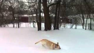 Dog Discovers the joy of Snow