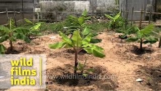 Banana tree plantation at school garden in Kerala