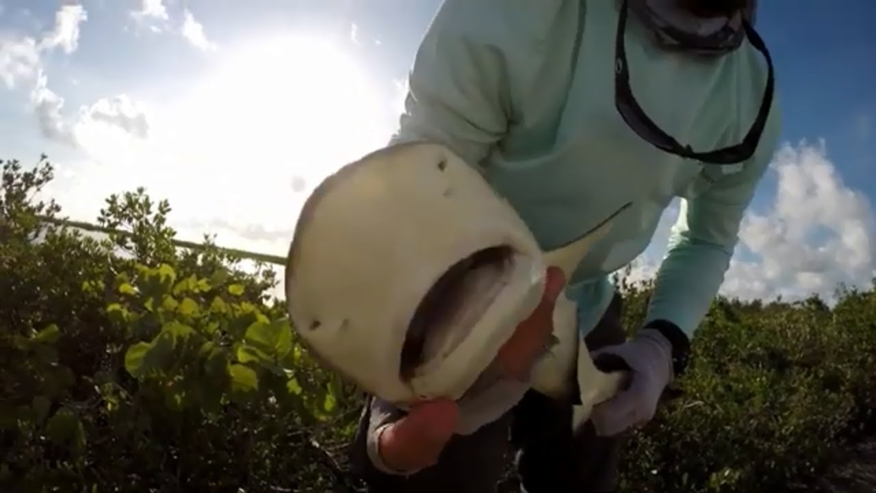Fly Fishing Multispecies in the Florida Keys Ep63 YouTube