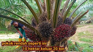 panen sawit  pokok rendah 10 hektar || kebun tetangga jauh berbeda