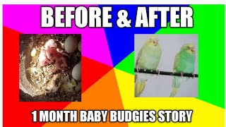 Story about 1 Month Baby budgies before and after Hindiقصة حوالي شهر واحد من الببغاء الصغير قبل وبعد