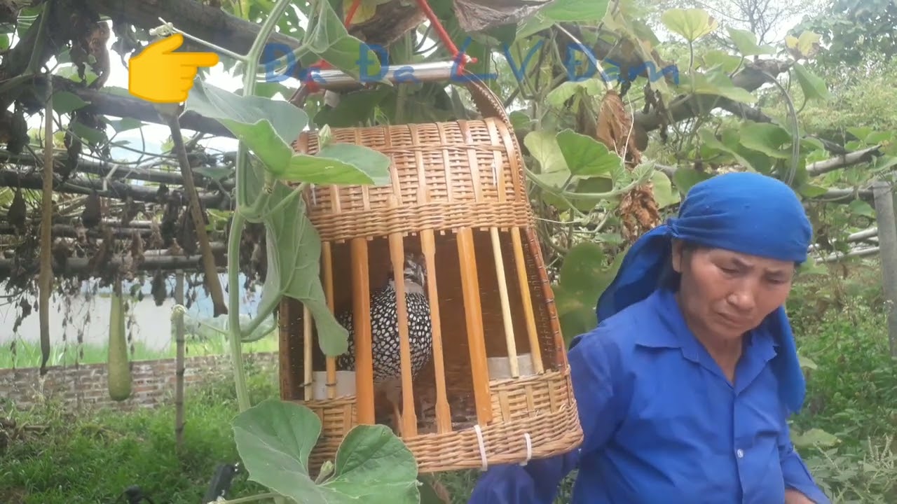 198 Đa Đa mồi gáy trên giàn bầu Đa đa mồi gáy chuẩn file đi bẫy Đa đa LV Đàm