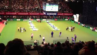 Crufts 2012 Fly Ball