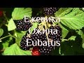 Ежевика. Ожина. Eubatus