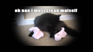 Lolcats Video - Spaz Kitty Attacks a Fuzzy Sock!!!