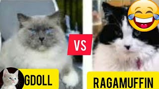 Ragdoll cat vs ragamuffin cat || funny cats22