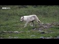 Starving Wolf Hunts Caribou | 20 Years of Planet Earth | BBC Earth