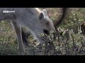 Starving Wolf Hunts Caribou | 20 Years of Planet Earth | BBC Earth