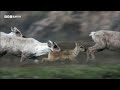 Starving Wolf Hunts Caribou | 20 Years of Planet Earth | BBC Earth