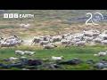 Starving Wolf Hunts Caribou | 20 Years of Planet Earth | BBC Earth