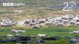 Starving Wolf Hunts Caribou 20 Years Of Planet Earth Bbc Earth
