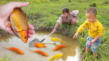 Múc cá vàng trong ao nhỏ, cá cảnh, cá màu sắc, cá koi, cá vàng, cá sao chổi cảnh #cávàng #concá