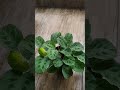 #plants #viral #youtubers