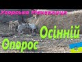 Угорська Мангалиця # Унас поповнення