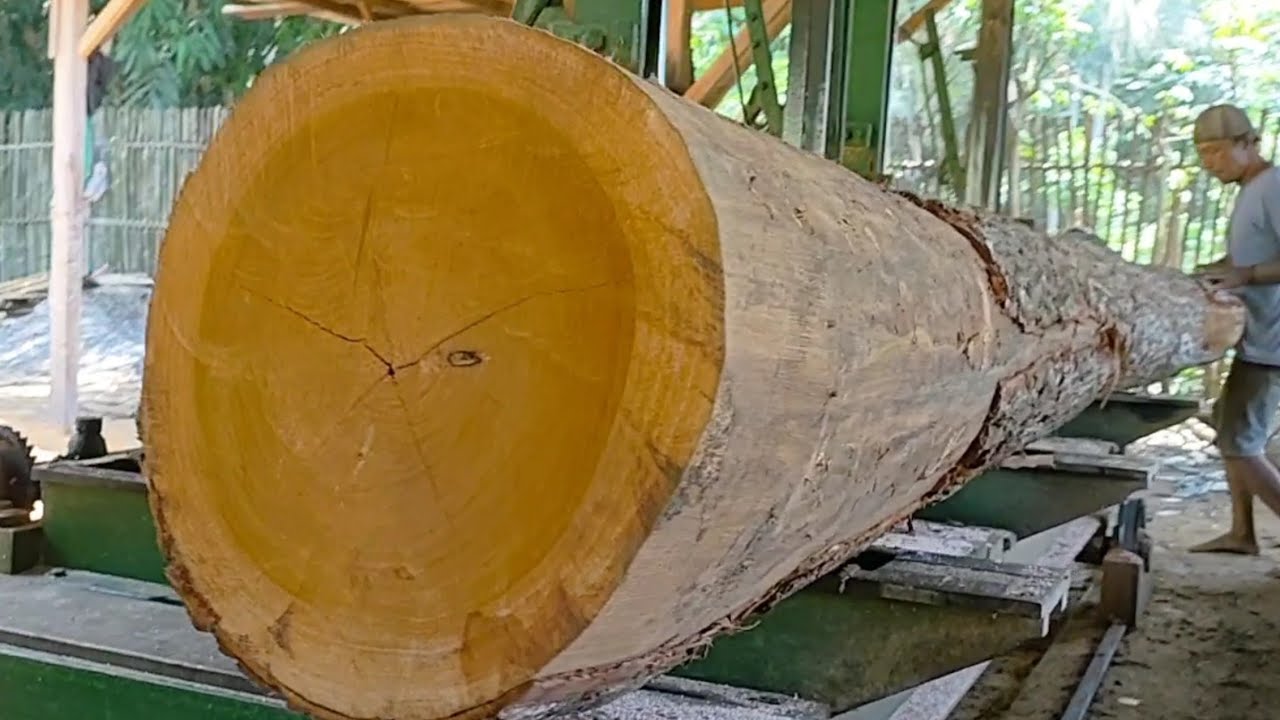 Cutting beautiful long monster logs at the sawmill 