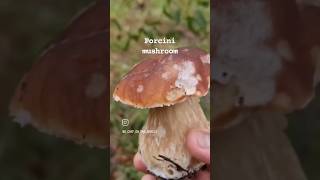 porcini mushroom, penny bun, Boletus Edulis #10