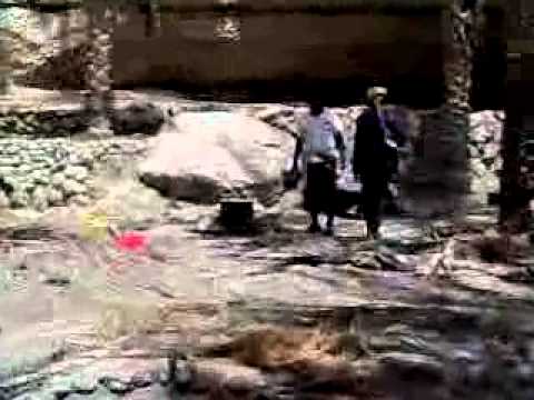 عزيمة الصقيرة شخاوي