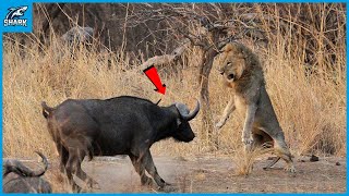 Information 15 Most Powerful African Animals News