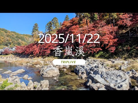 20251122日本中部香嵐溪楓葉現況分享