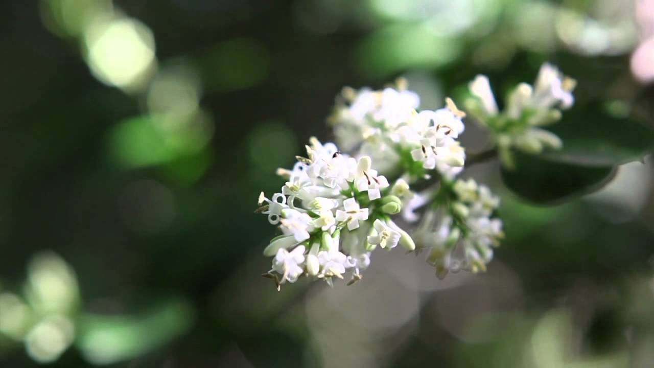 Harbour View Woodland Burial Ground