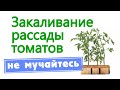 Закаливание рассады томатов. Не мучайтесь