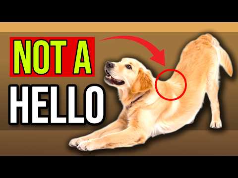 STRETCHING When Dogs See You: What It Actually Reveals | Dogora