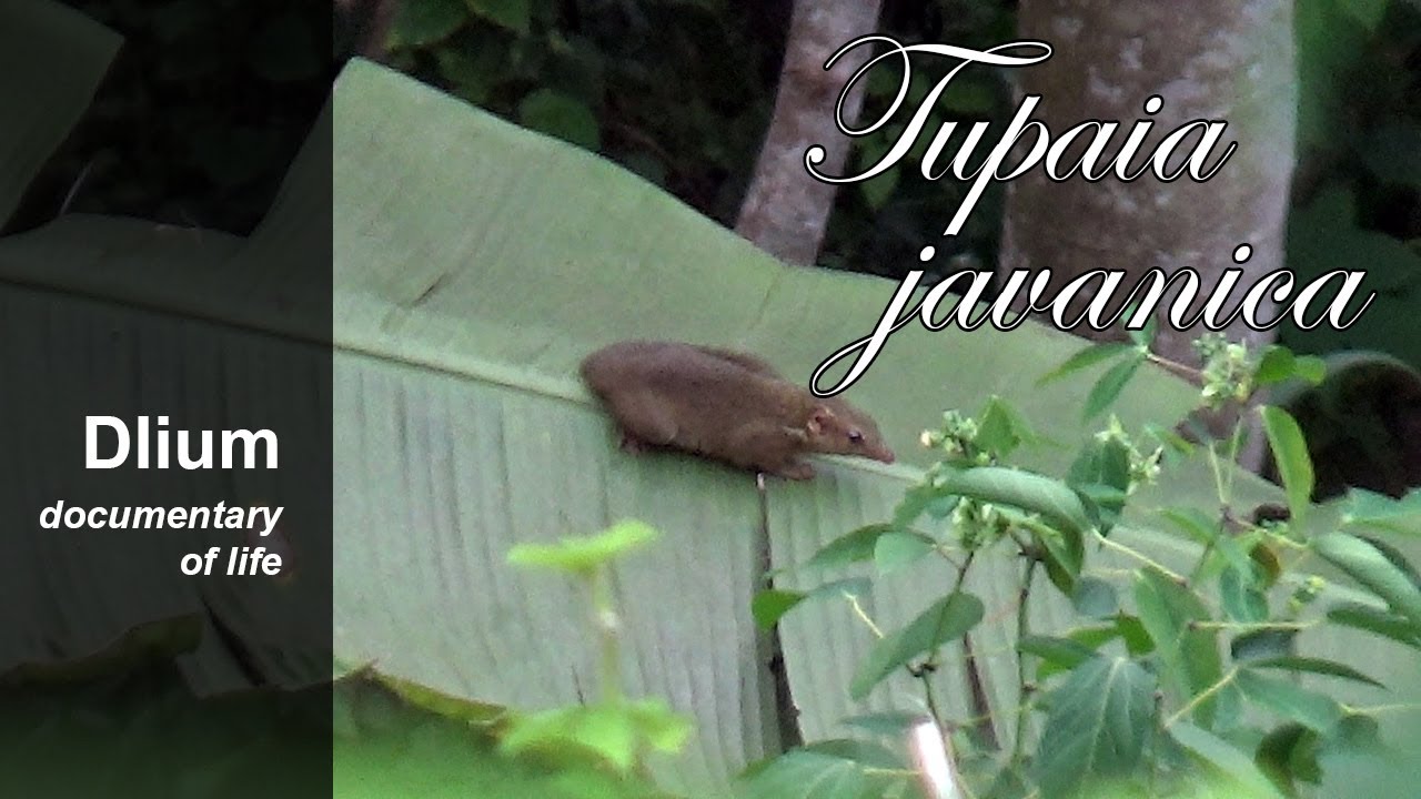 Horsfield's treeshrew (Tupaia javanica) - part 1
