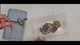 Ball Python Clutch 2026-09 Update 