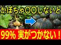 かぼちゃの実がつかない原因はコレ！花は咲くのに実がならない人の共通点【家庭菜園】