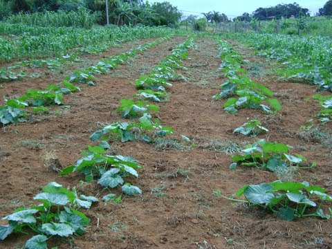 Vídeo: Cultivo De Abóbora Ao Ar Livre