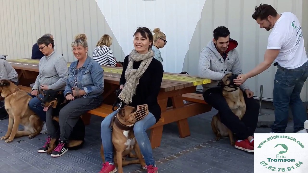 EDUCATION CANINE COLLECTIVE CHIENS AGRESSIFS/ERIC TRAMSON/EDUCATEUR CANIN - YouTube