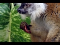 Lemurs on Drugs - unbelievable!