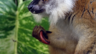 Lemurs get STONED!