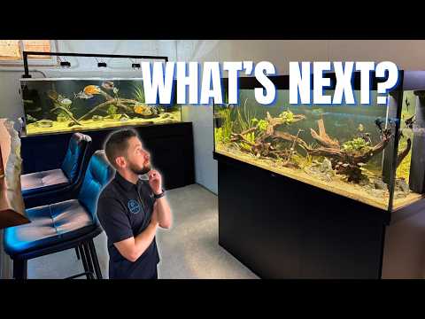 New Aquariums, Moving Fish, Future Plans, and More!