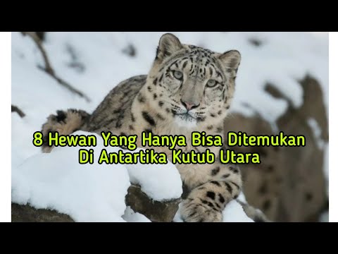 Video: Di mana kelinci Arktik tinggal dan apa yang dimakannya?