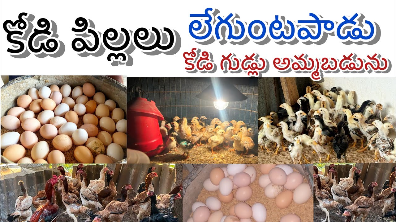 కోడి పిల్లలు కోడి గుడ్లు అమ్మబడును లేగుంటపాడు ఫామ్ +91 99497 41180 MRK Nellore