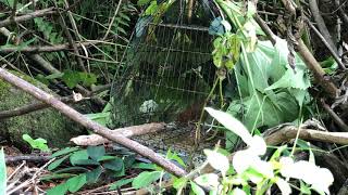 Download Lagu Bẩy Hoét mày trắng đuôi cụt . MP3