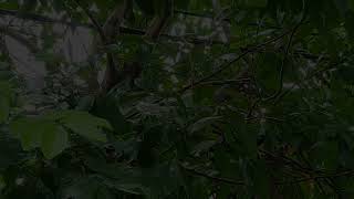 Melodies of Raindrops || Symphony of Rain || Cadence of Rainfall