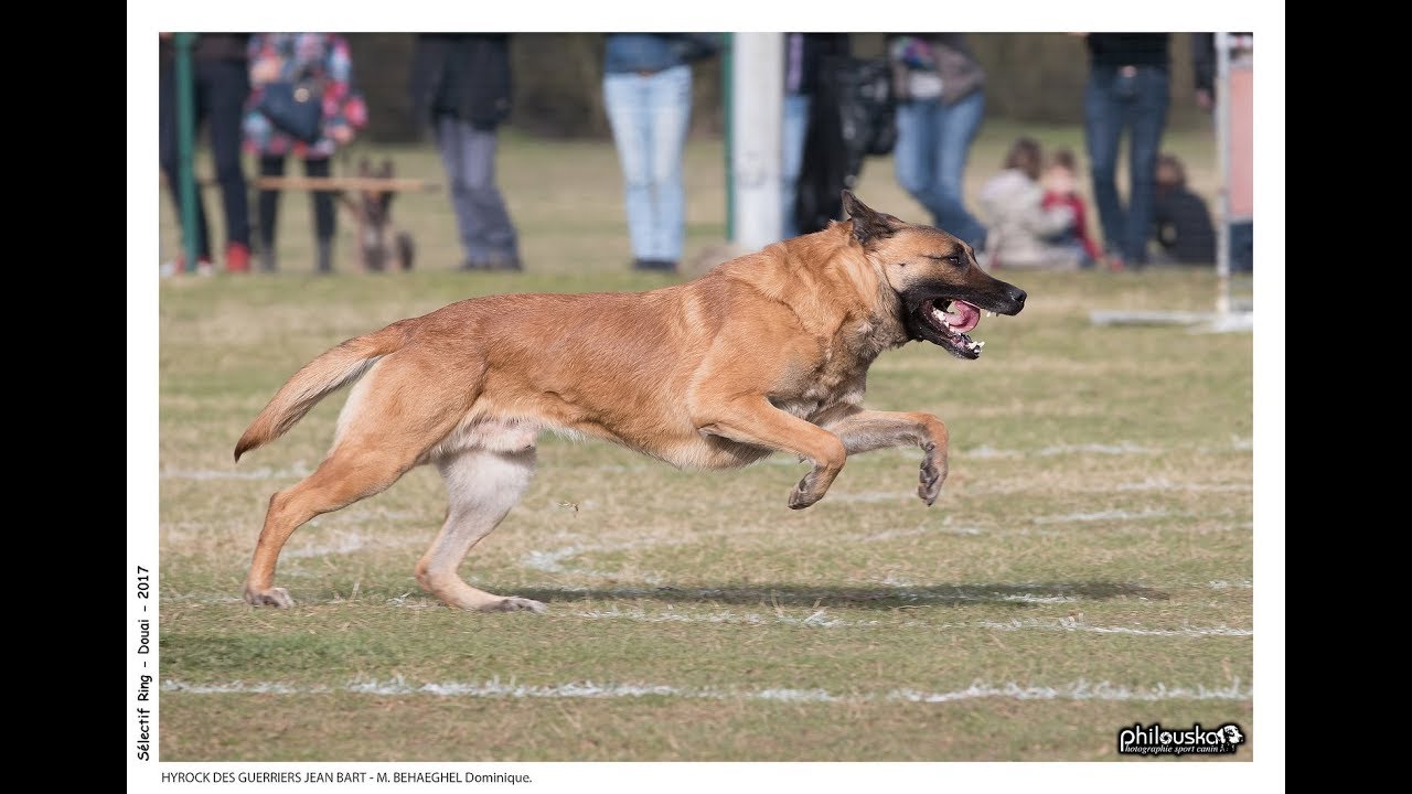 Hyrock des Guerriers Jean Bart Coupe Intercontinentale 2017