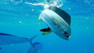 Saltwater Experience: "Backyard Bluewater" Season 1 | Episode 2