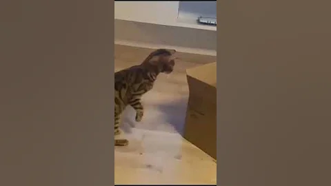 Watch the video about Funny animal - cute cat #viral #shortvideo #trending #video #india #animals #cat #funny #shorts