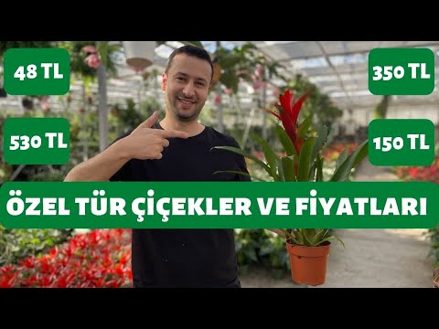 Video: Sert Altın Başak Bilgisi: Bahçede Büyüyen Sert Altın Başak Çiçekleri