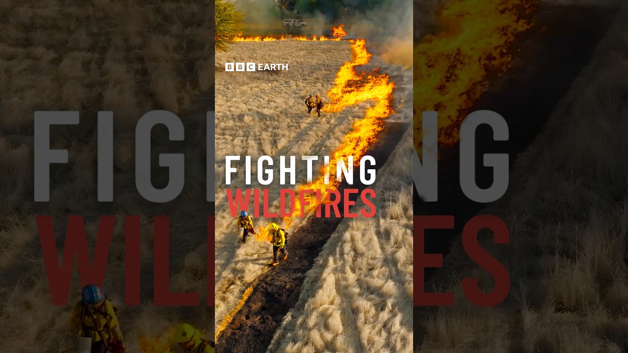 Could a fire-breathing robot lead the fight against wildfires? 🔥
