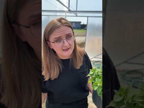 Не бойтесь стричь петунии! #сад #дача #семенаалтая