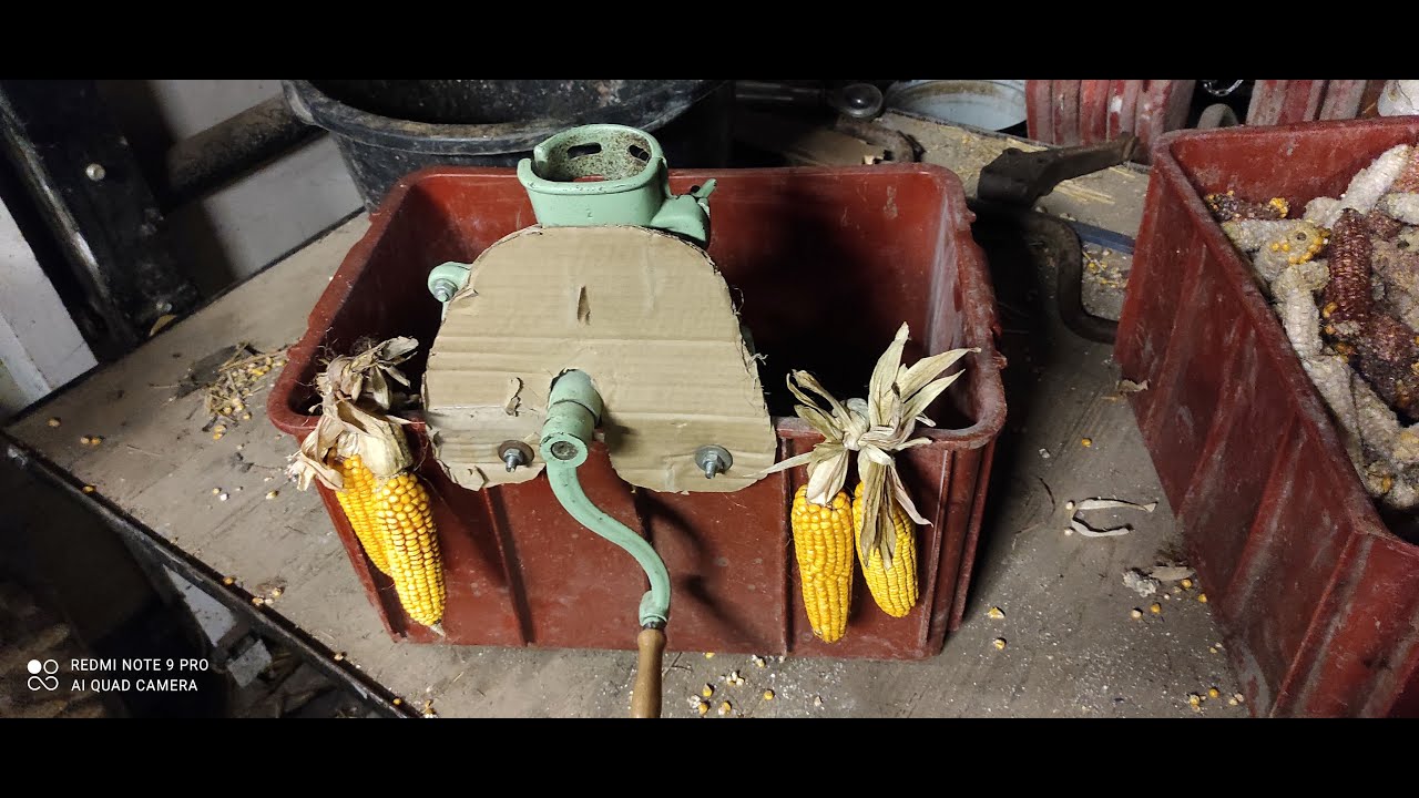 Levná kukuřice! způsob zpracování