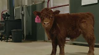 BCC Ginger Jr  The cutest smallest Mini Highland Mix Calf