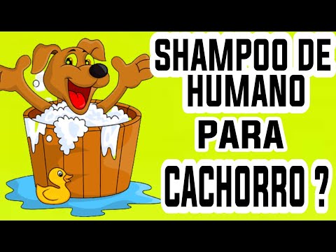 Vídeo: Características Humanas de um Cão